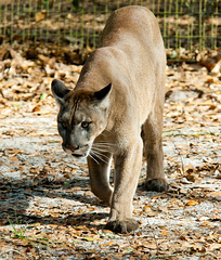 Endangered Florida Panther