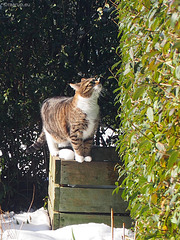 Bastian in winter sun