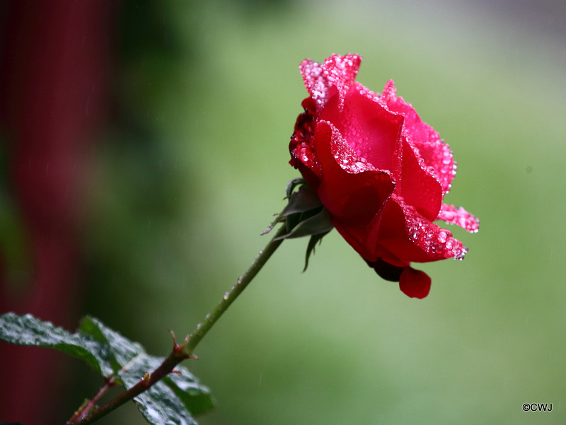 Rainy days and Mondays...