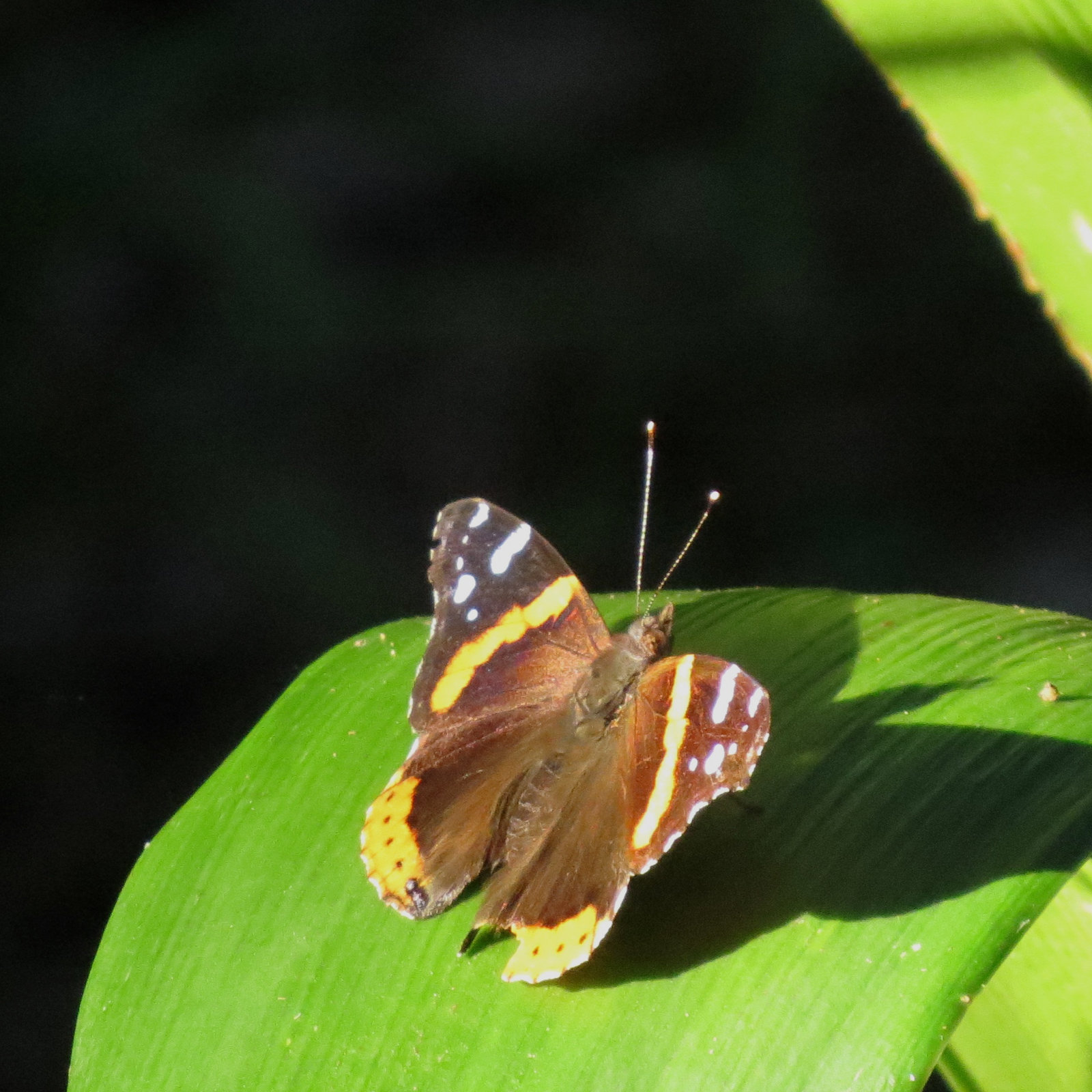 Red admiral butterfly (Vanessa atalanta)