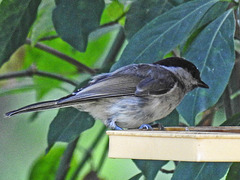 20170708 2444CPw [D~LIP] Weidenmeise (Poecile montanus), Bad Salzuflen