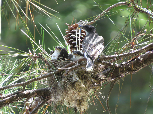 Baby kingbirds being fed