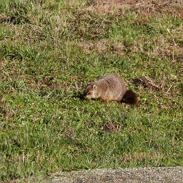 Day 5, Groundhog by the Honey Farm barns