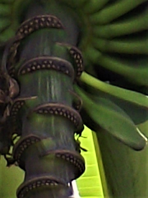 Base of the banana tree