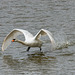 Swan take off