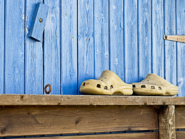 Panic as crocs seen on Hayling Island..!!