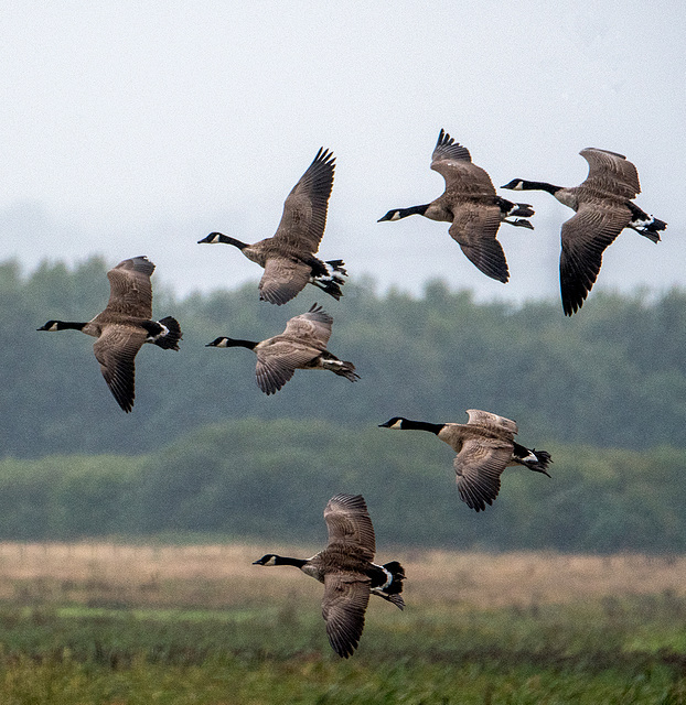 Canada geese coming into RSPB Burton wetlands scrape2