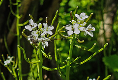 20200517 7383CPw [D~LIP] Knoblauchsrauke (Alliaria petiolata), Sandbiene (Andrena minutula agg), UWZ, Bad Salzuflen