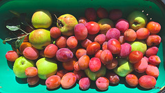 It's harvest time