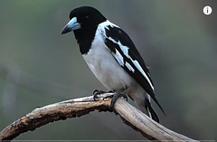 Cassican à gorge noire, oiseau chanteur d'Australie