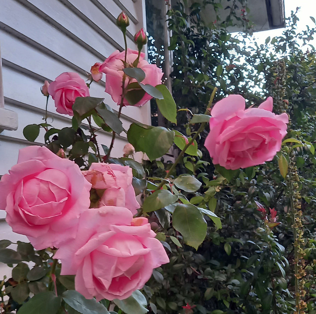 Roses Along Wall.