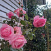 Roses Along Wall.