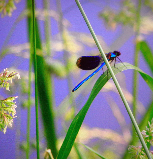 thanks markus ---Calopterix splendens