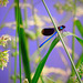 thanks markus ---Calopterix splendens