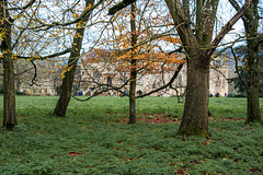 Autumn Trees