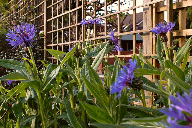 Centaurea Montana