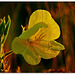 74 Quelques bijoux pour une belle plante...