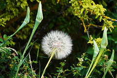 Eine Riesenpusteblume - Like a Giant Dandelion