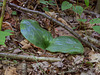 Platanthera orbiculata (Pad Leaf orchid) - 10 inch  (25 cm) leaves