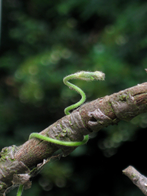 Mini-Mamba