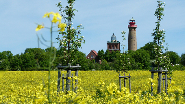 Rapsblüte am Kap Arkona