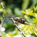 Broad-bodied Chaser - DSA 0282
