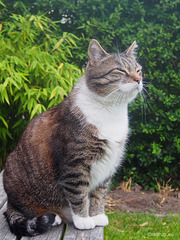 Bastian posing for the camera - Happy Caturday