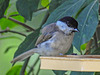 20170708 2445CPw [D~LIP] Weidenmeise (Poecile montanus), Bad Salzuflen