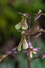 Neottia smallii (Appalachian Twayblade orchid)