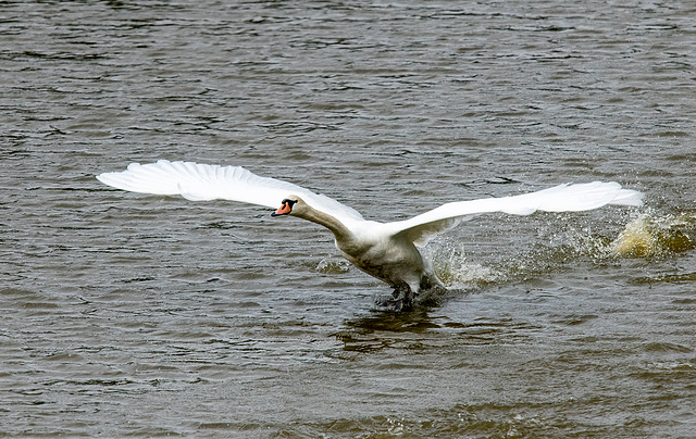 Swan takeoff