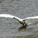 Swan takeoff