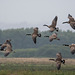 Canada geese coming into RSPB Burton wetlands scrape3