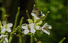 20200517 7384CPw [D~LIP] Knoblauchsrauke (Alliaria petiolata), Sandbiene (Andrena minutula agg), UWZ, Bad Salzuflen