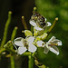 20200517 7384CPw [D~LIP] Insekt, Knoblauchrauke (Alliaria petiolata), UWZ, Bad Salzuflen