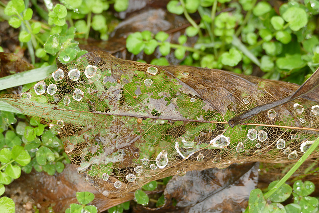 Diamants sur dentelle.