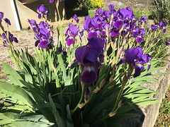 Iris en pleine floraison