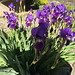 Iris en pleine floraison
