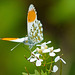 Ein Falter mit göttlichem Namen - A butterfly bearing a godly name