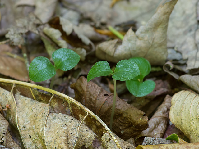 Neottia smallii (Appalachian Twayblade orchid)