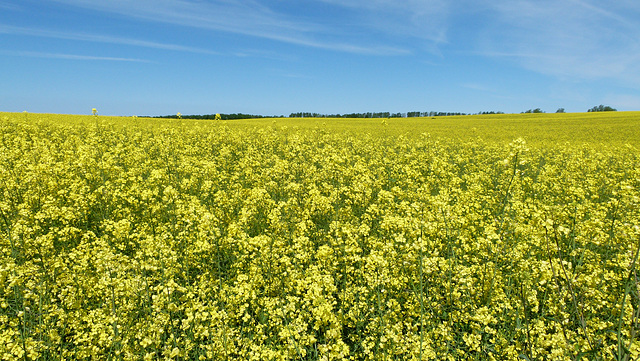 Rapsfeld hinter Putgarten