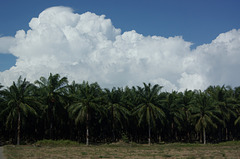 Oil palm plantation