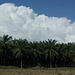 Oil palm plantation