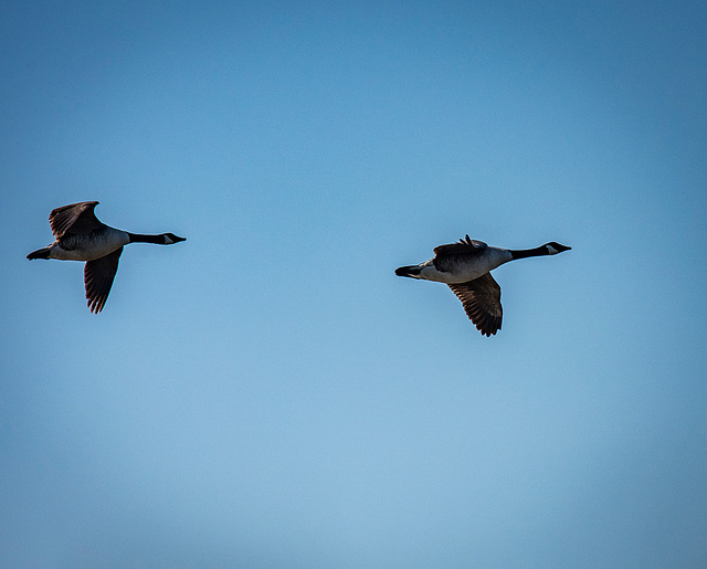 Canada geese in flight