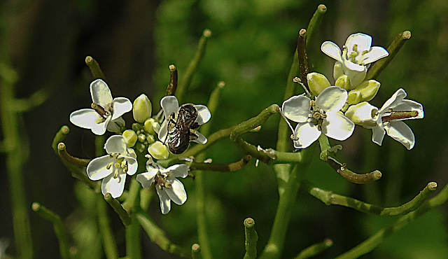 20200517 7385CPw [D~LIP] Knoblauchsrauke (Alliaria petiolata), Schmalbiene (Lasioglossum agg), UWZ, Bad Salzuflen