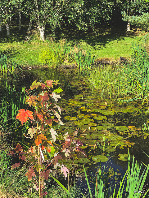 September round the pond