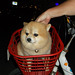 Petit chien en panier rouge de vélo (1)