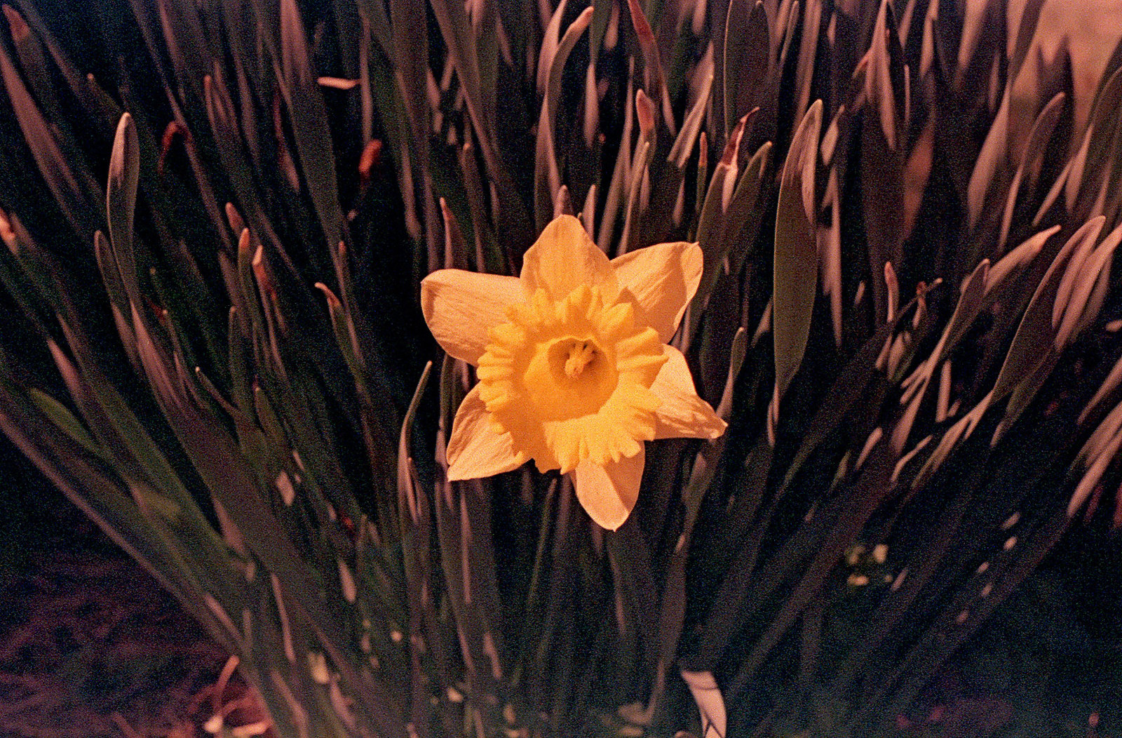 Daffodil