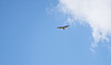 backlit bird over Wideview