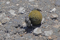 Zwei Pillendreher in voller Aktion - Two dung beetles in full action - Mit Video