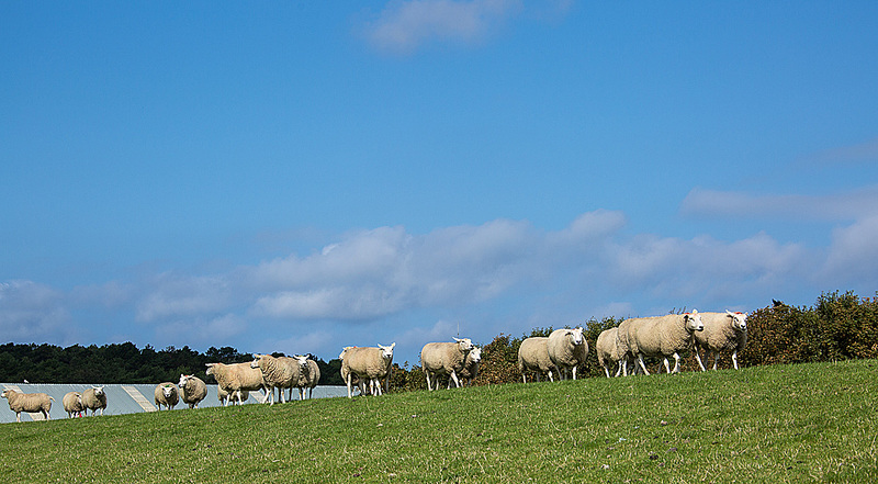 20140907 4849VRAw [NL] Schafe, Terschelling